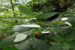Mussaenda roxburghii